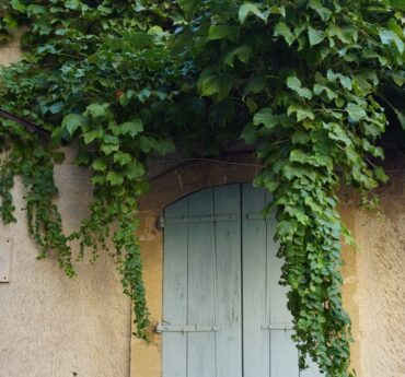 green vines on white wooden door